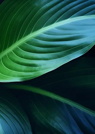 Blue Green Leaves